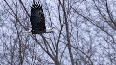 Photos: Visitors brave winter weather at Starved Rock State Park during Bald Eagle Weekend