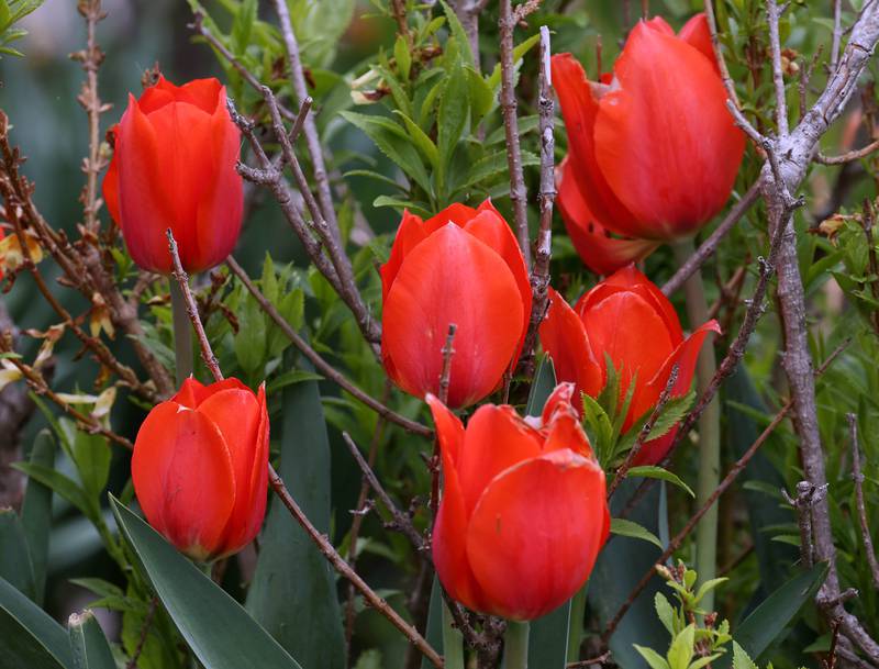 Tulips bloom Friday, May 2, 2025, on the lawn of the DeKalb County Courthouse in Sycamore.