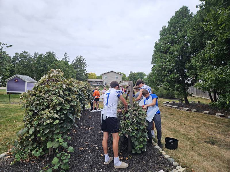 Over the past two years, the students in Princeton High School Teacher Wendy Fredrickson’s foods 2 classes have used a bounty of grapes, provided by Princeton’s Wick Warren, to learn about the process of making jelly from vine to jar.