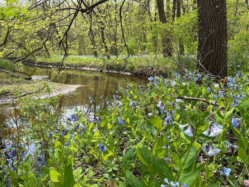 Virginia bluebells are along the trailhead to Illinois Canyon on Tuesday, April 25, 2023 at Starved Rock State Park.