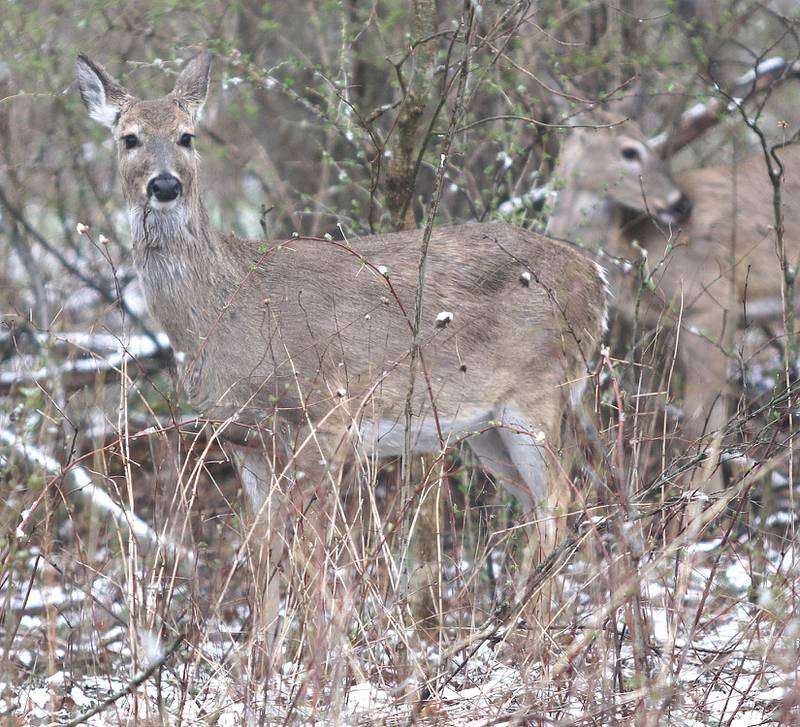 A pair of white-tailed deer stroll through the snowy woods Monday, April 18, 2022, at Shabbona Lake State Park after a spring snow fell in the late night hours of Easter Sunday into Monday morning.