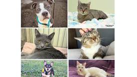 Will County Pets of the Week: Feb. 10, 2025