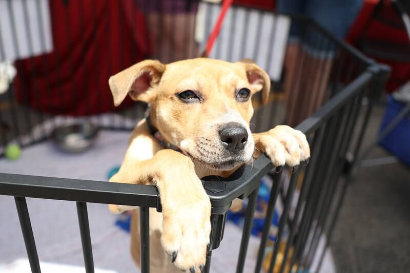 Maddie, a 6-month-old pit mix, found a family within hours at the Paws on 66 Pet Rescue Day held Saturday in Joliet.