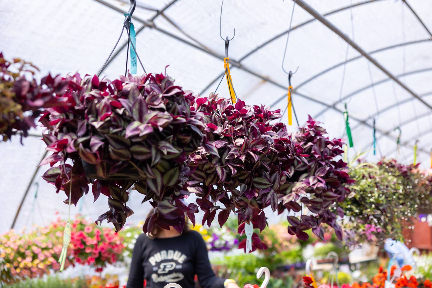Siegel’s Cottonwood Farm in Crest Hill recently closed its garden center in April 2026 after 35 years. Customers praised the quality and wide variety of its plants.