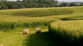 La Salle County crop and rainfall report: Corn looking healthy after balance heat, moisture