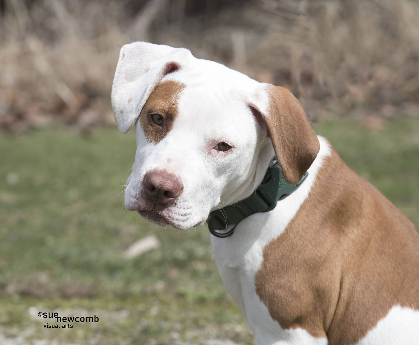 Bailey is a large pit bull terrier mix who was found as a stray and unclaimed. She is very loving and gentle, but still young, so she will need a calm and patient family to help her grow. Contact the Will County Humane Society at willcountyhumane.com and follow the instructions for the adoption process.