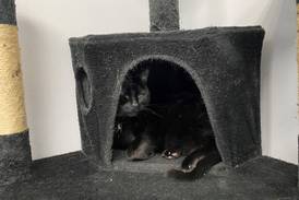 Morris Herald-News Pet of the Week: June 7, 2023