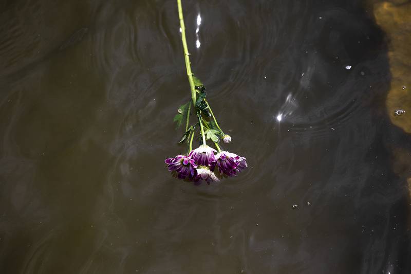 A flower floats downstream Monday, May 26, 2025, after a ceremony honoring the sailors who died at sea.