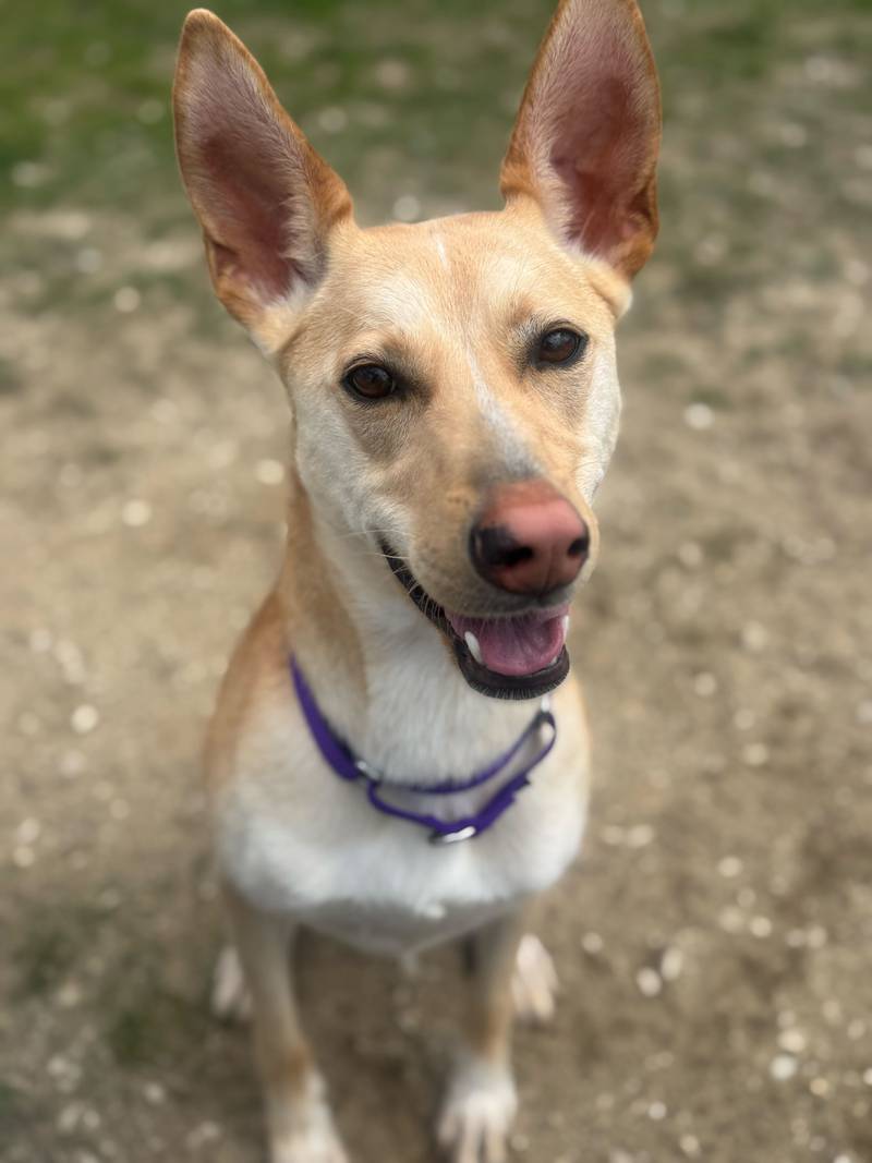 Holly is Save-A-Pet's pet of the week for July 17, 2025.