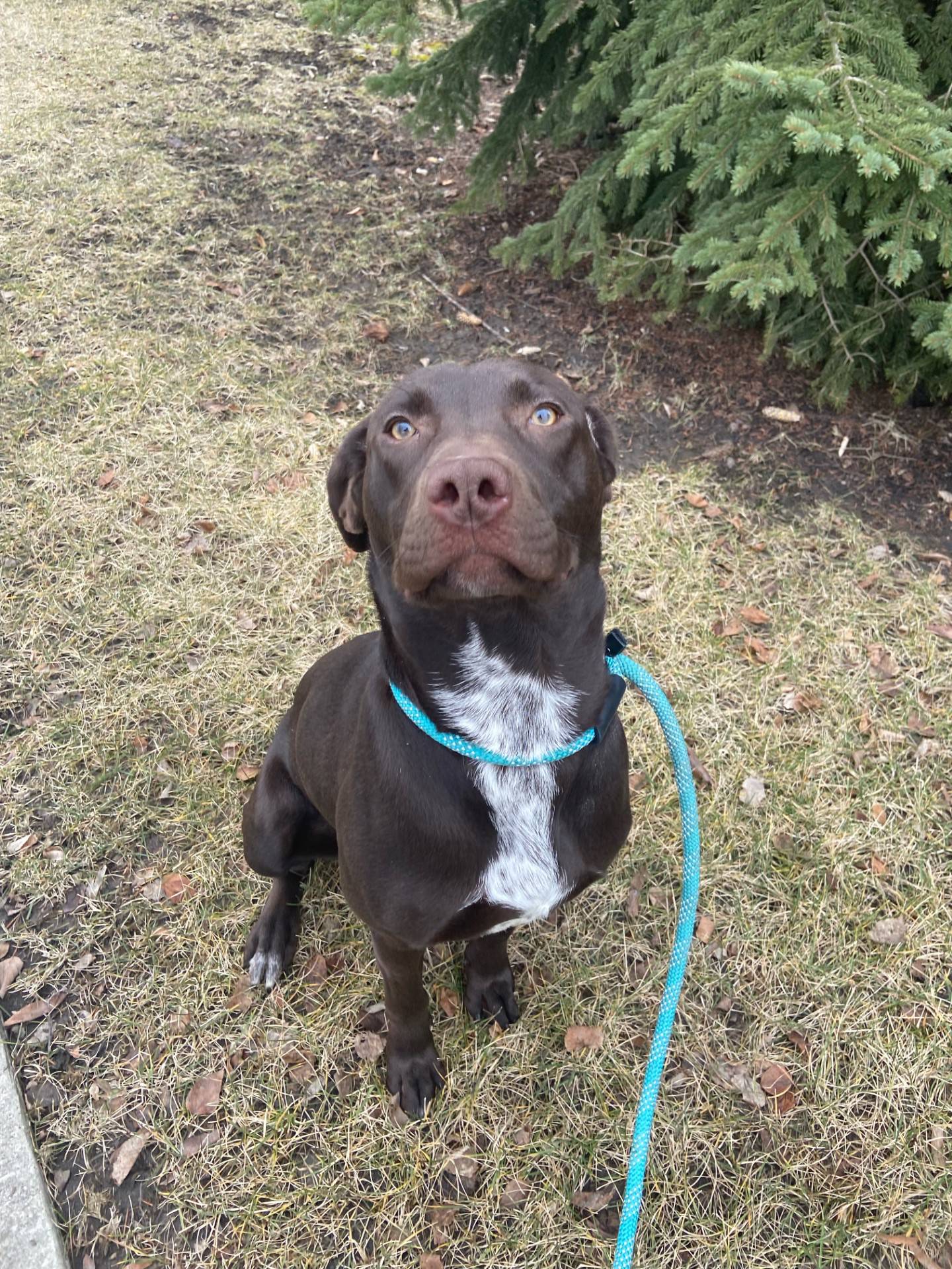 Kiwi is a 10-month-old chocolate lab puppy. She is energetic, super sweet and friendly. She loves everyone she meets and would do well in a home with other dogs or children. To meet Kiwi, email Dogadoption@nawsus.org. Visit nawsus.org.