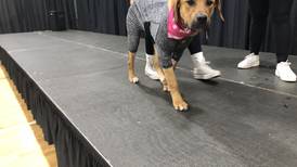 Huntley Chamber of Commerce celebrates dog fashion show, local businesses at Huntley Community Expo