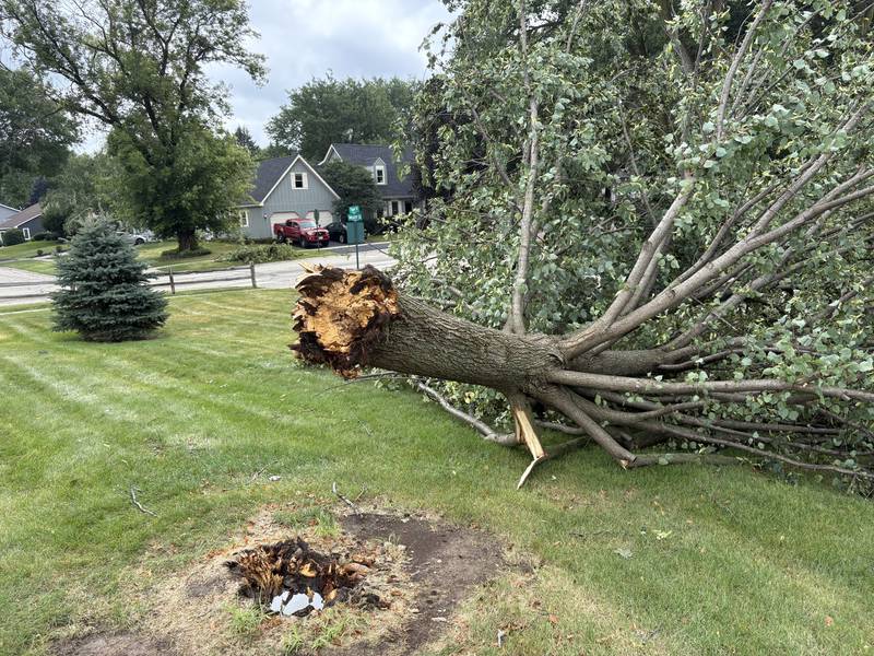 A toppled tree at Briargate Elementary School in Cary Aug. 17, 2025.