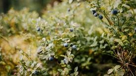 Down the Garden Path: Guest columnist series--Growing blueberries is worth the effort