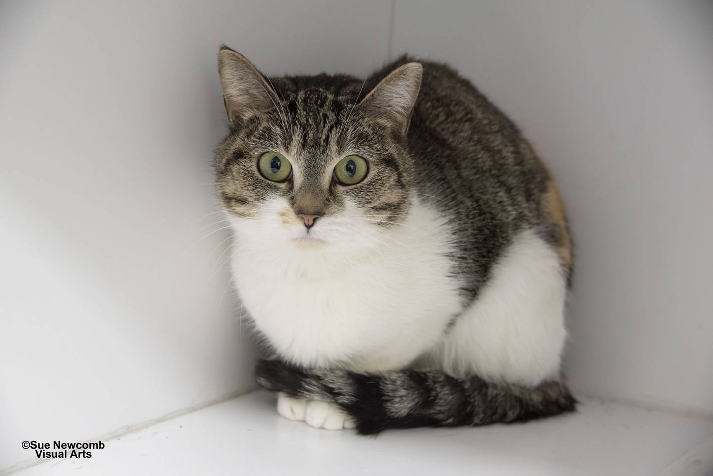 Sunny is a calico mix whose owner passed away. She is very sweet but is quite stressed out being at the shelter. Sunny needs a quiet home where she is the only cat. Contact the Will County Humane Society at willcountyhumane.com and follow the instructions for the adoption process.