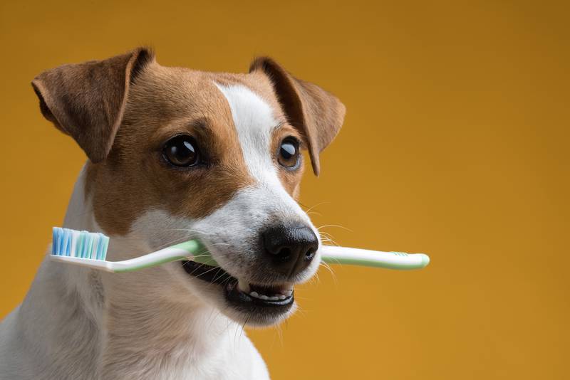 Cedar Lane Kennels - Why Pet Dental Health Month Matters for Your Dog’s Overall Wellbeing