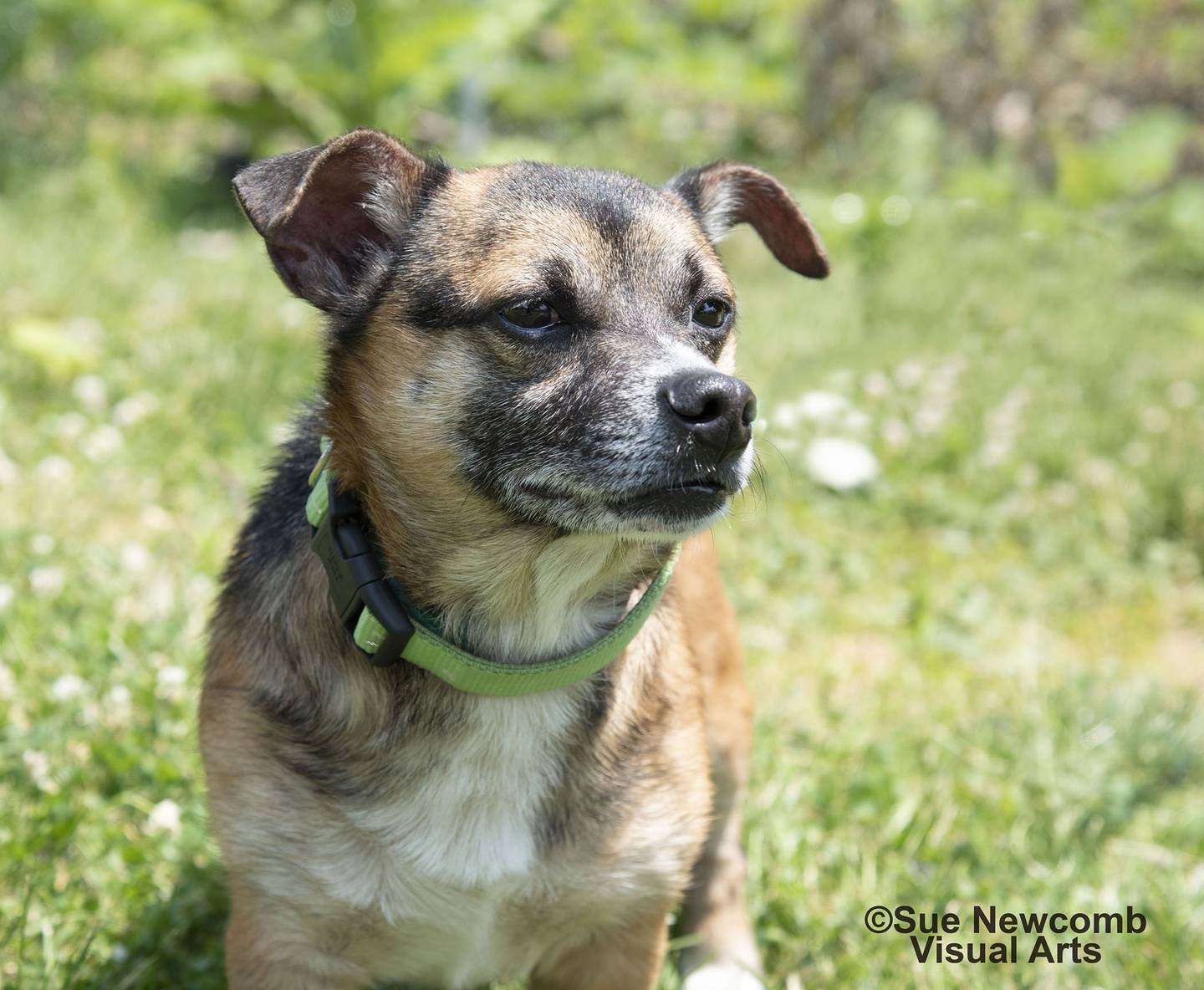 Davey is a mixed breed that came to the shelter in rough shape. He is starting to blossom and needs a quiet and patient home to help him flourish and heal. Contact the Will County Humane Society at willcountyhumane.com and follow the instructions for the adoption process.