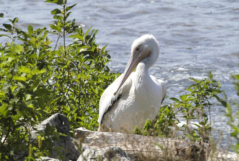 A pelican perches on a rock at the Port Byron-hosted Great River Tug Fest across the Mississippi River on Saturday, Aug. 10, 2024.