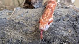 Herps, ticks and a forest discovery class await at St. Charles Park District