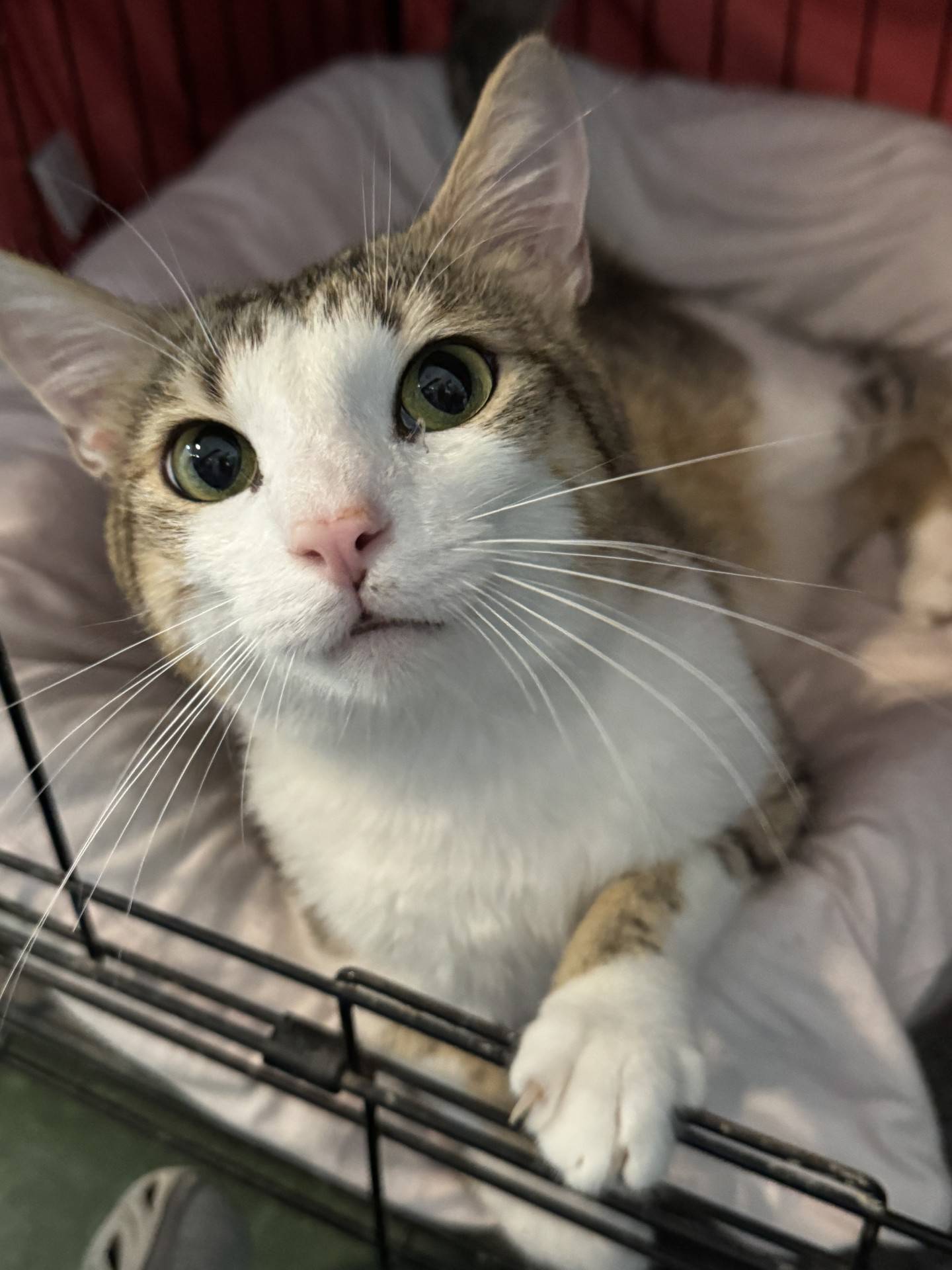 Sweet Man, a 2-year-old tabby, used to be scared and required some patience before he opened up. Sweet Man is now chatty, social and friendly. He will reach out of his cage for attention. He is a lovable lap cat who is also curious and affectionate. Give him belly rubs and toys and he is a happy boy. To meet Sweet Man, email Catadoptions@nawsus.org. Visit nawsus.org.