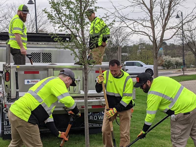 Members of the Oswego Public Works Department help plant a Summer Elixir Elm in front of Oswego Village Hall on Arbor Day, April 25.