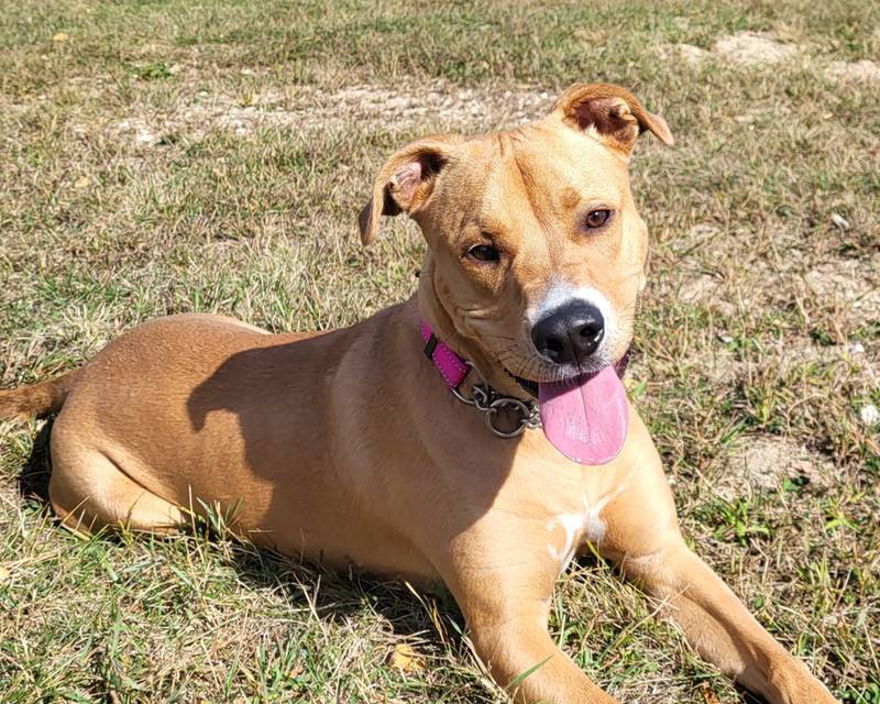 Angelica is Save-A-Pet's pet of the week for Oct. 24, 2024.