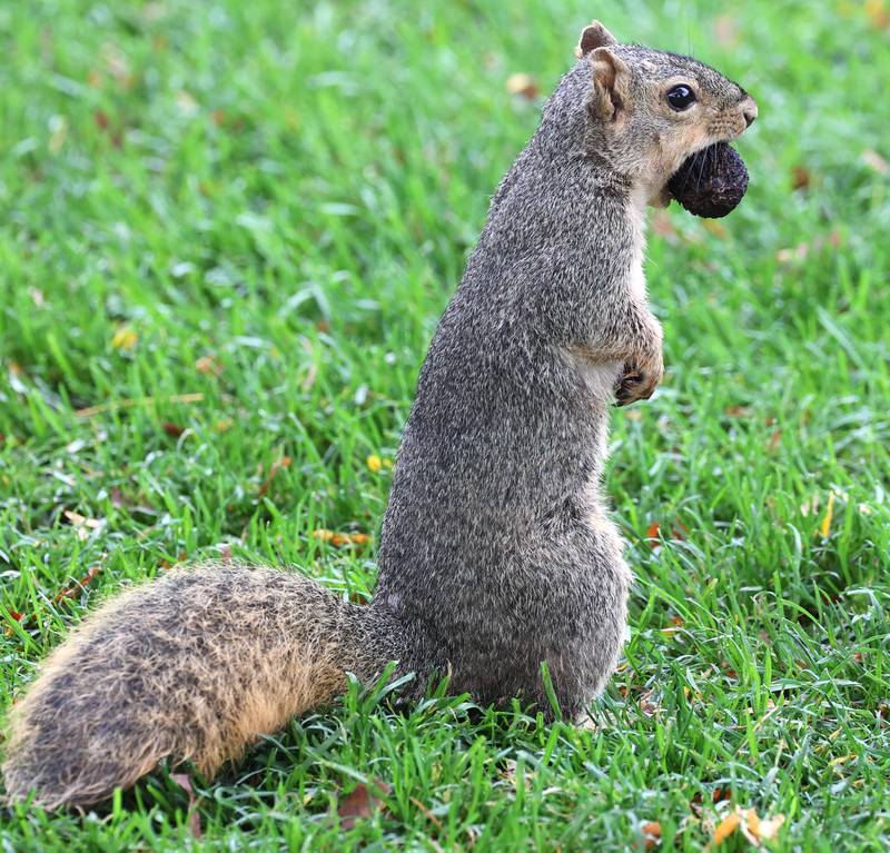 A squirrel stocks up on food for the winter as it watches the action Wednesday, Sept. 27, 2023, during the Class 2A boys golf regional at Sycamore Golf Club.