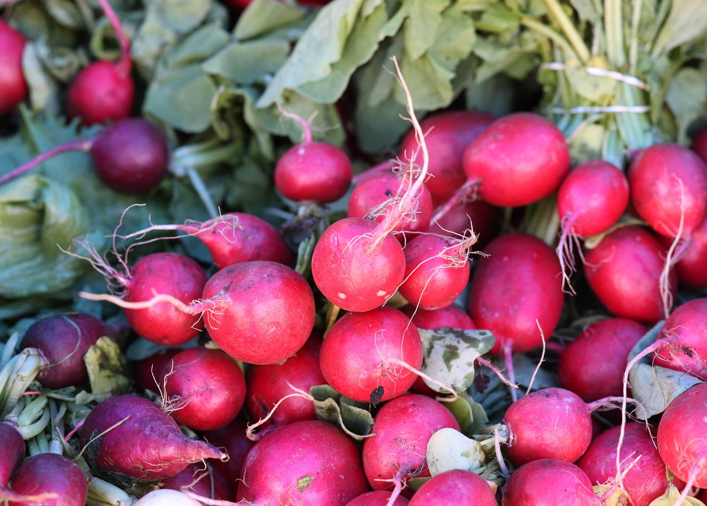 Some radishes at the Theis Farm Market booth during opening day of the DeKalb Farmers Market Thursday, June 6, 2024, at Van Buer Plaza in Downtown DeKalb. The market will run from 10 a.m. to 2 p.m. Thursdays through Sept. 19.