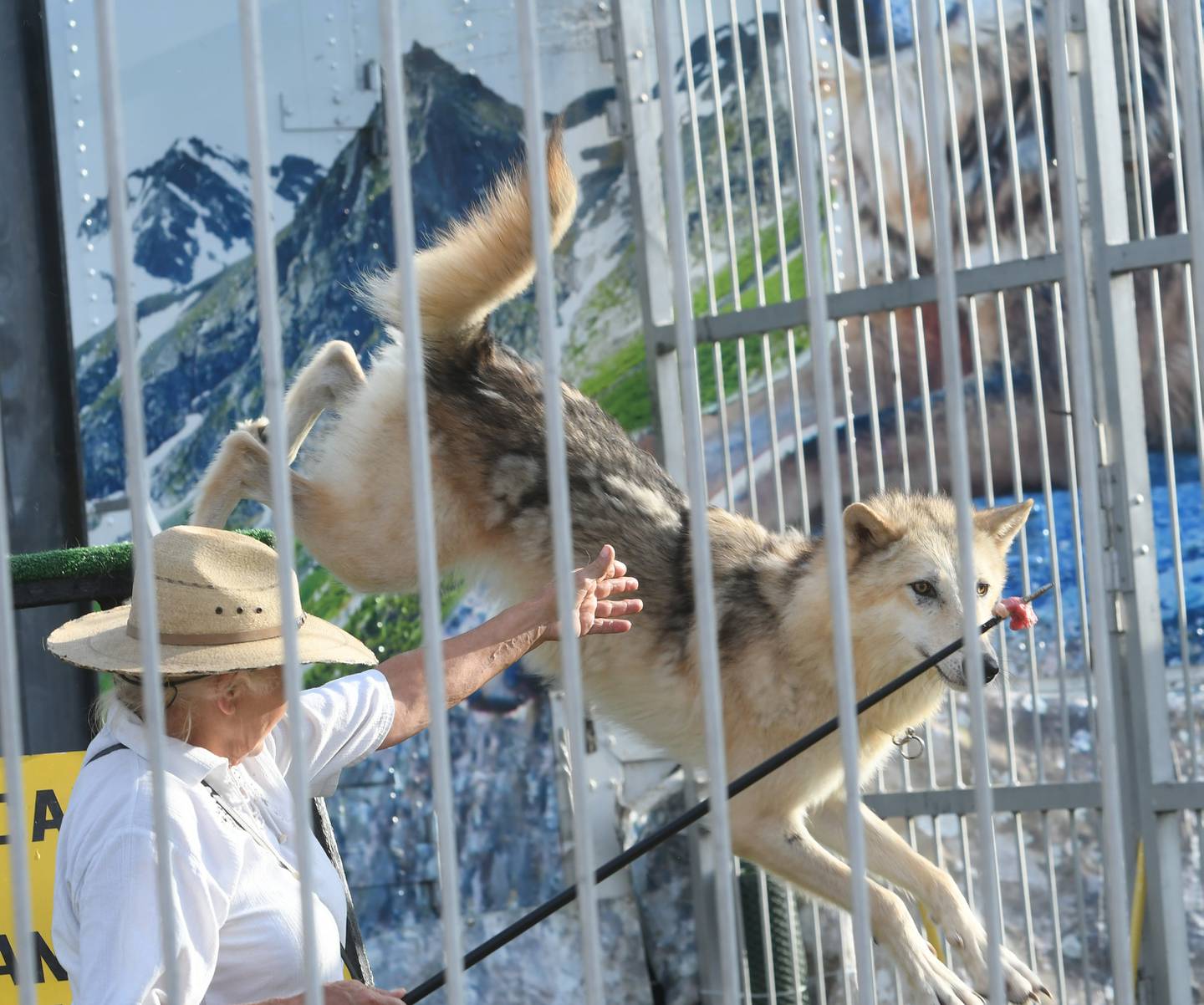 A wolf focuses on a piece of meet during the "Wolves of the World" show at the Ogle County Fair on Saturday, Aug. 6, 2022.