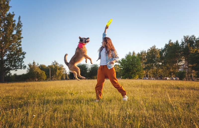 All Creatures Great & Small - Fun games to play with your dog this summer