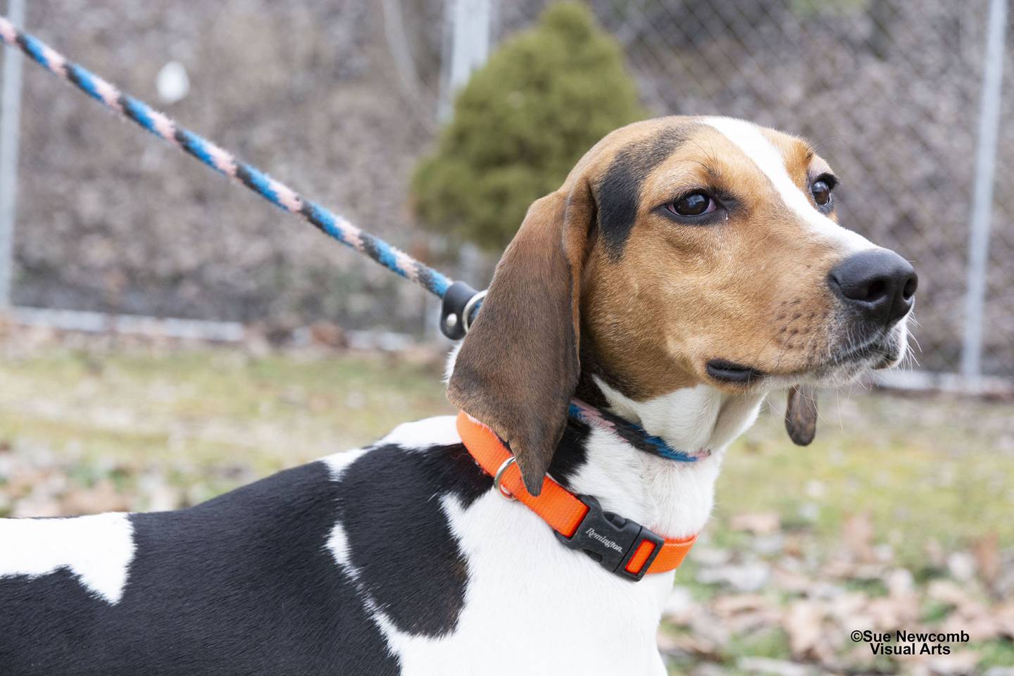 Dixie is a sweet 2-year-old coonhound mix who came from Kentucky. She has lots of enthusiasm and loves to play. Dixie has the loud voice typical of most hounds, and she needs someone work on her leash manners. She seems to do well with other dogs. Contact the Will County Humane Society at willcountyhumane.com and follow the instructions for the adoption process.