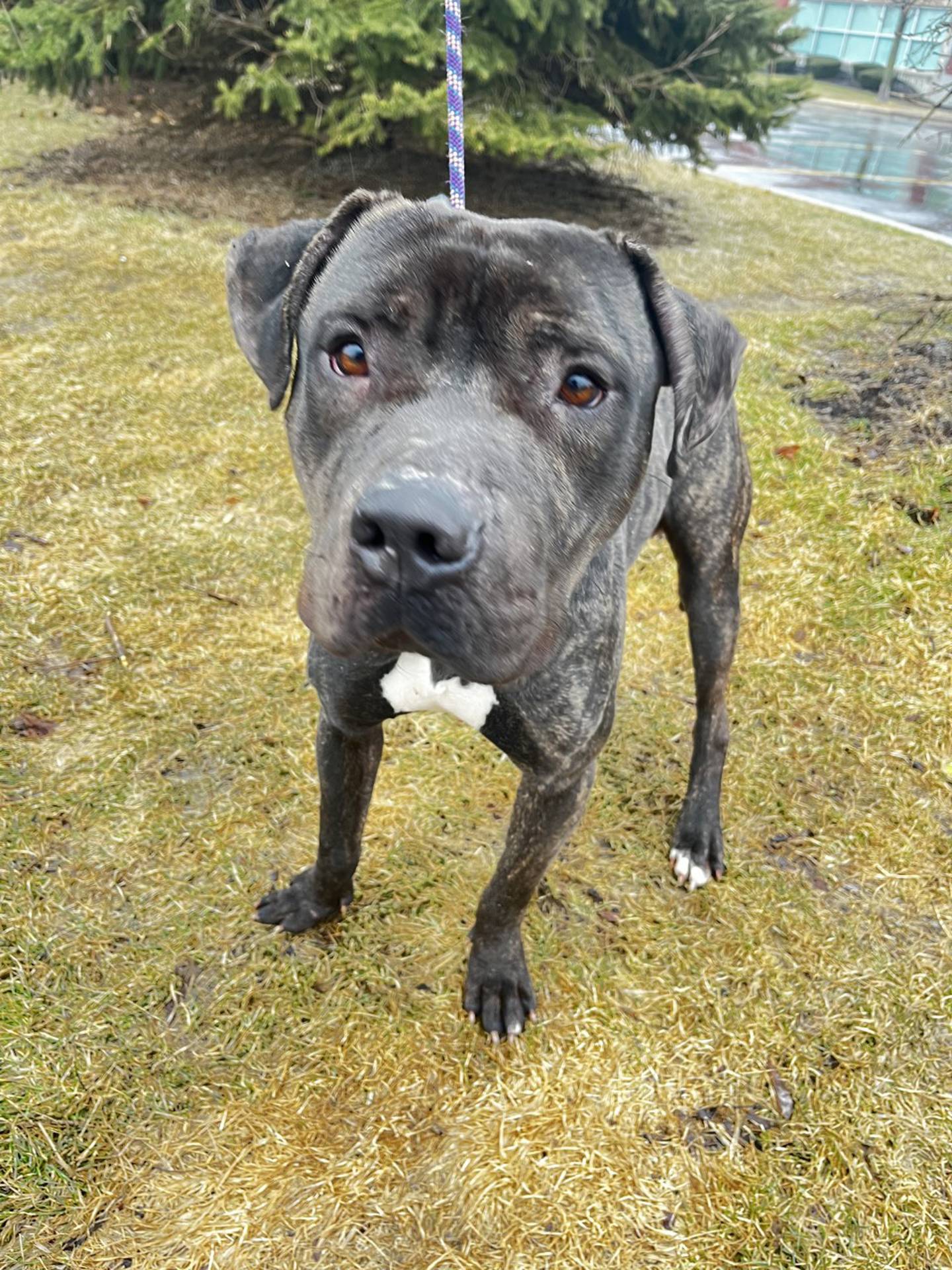 Kylo is a 2-year-old brindle terrier mix that was rescued from a local animal control where he was at risk of euthanasia. He is friendly, energetic and lovable – he desires a lot of attention. He likes walks, knows basic commands and gets along with other dogs. To meet Kylo, email Dogadoption@nawsus.org. Visit nawsus.org.