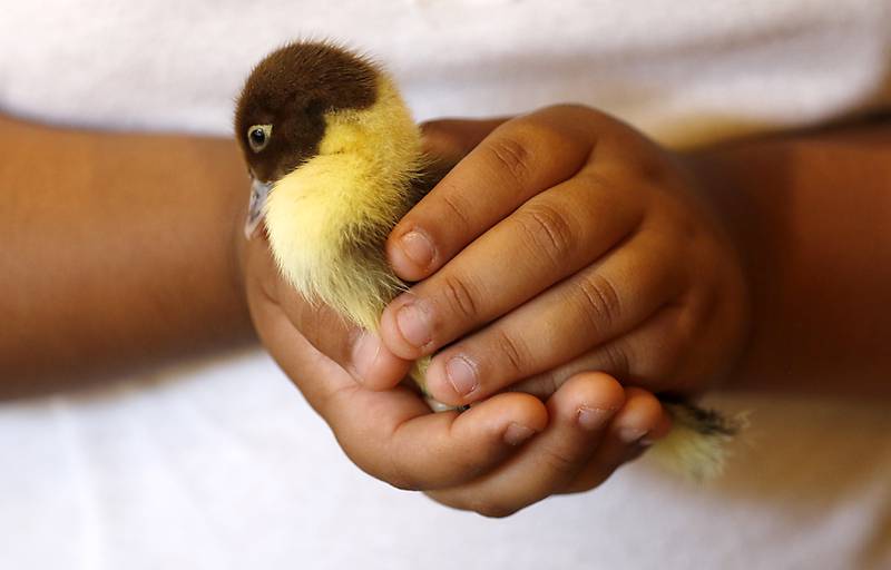 Edgar Asaac Gonzalez Vargas, 8, hold a baby duck during a stop on the McHenry County Farm Stroll on Sunday, Sept. 28, 2025  at Hephzibah Farms in Hebron. The farm stroll, a self-guided tour of McHenry County’s family farms, featured farm tours, demonstrations and products for sale at eleven farms.
