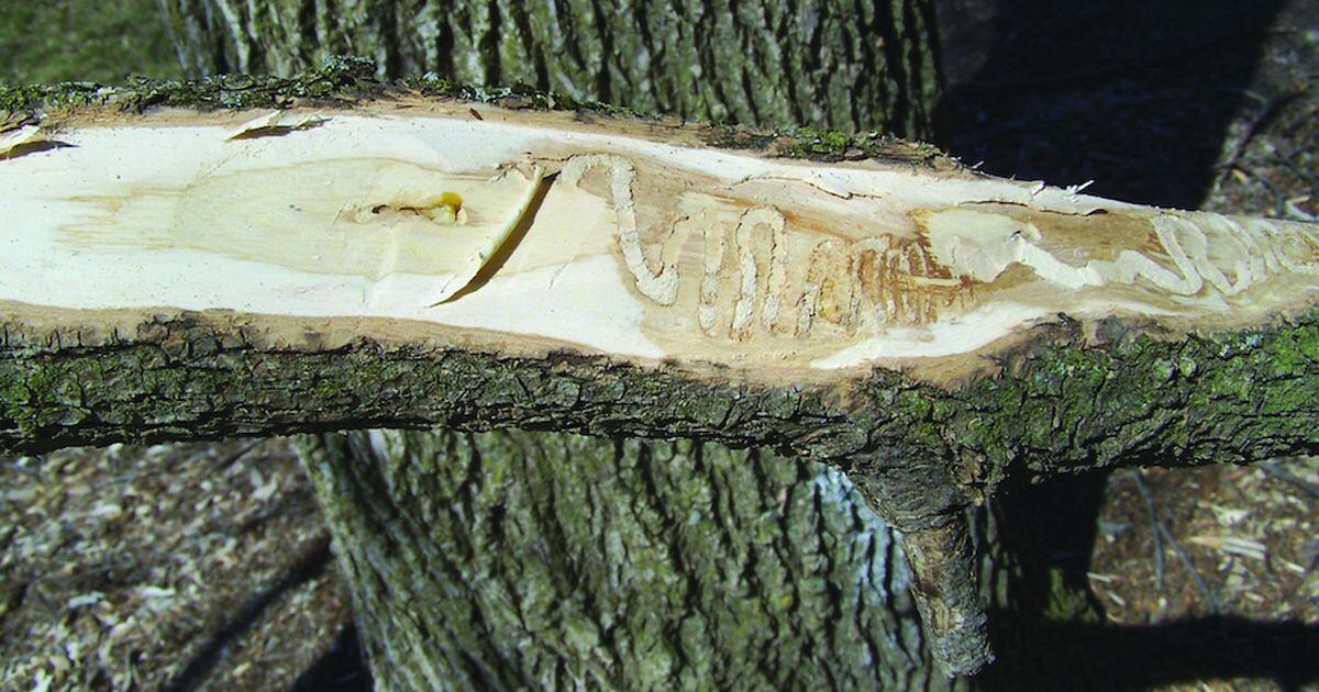 Emerald ash borer found in Oregon trees Shaw Local