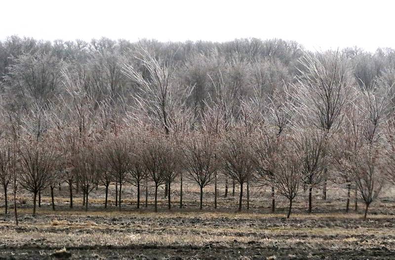 Ice hangs on trees in a Goodmark Nurseries tree farm in Wonder Lake on Wednesday, Feb. 22, 2023, as a winter storm that produced rain, sleet, freezing rain, and ice moved through McHenry County.