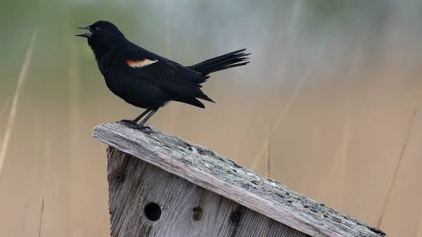Marvel at ‘The Wonder of Birds’ in Sycamore