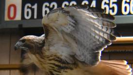 5 Things to Do: AC/DC tribute in Dixon, Flock to the Rock and more this weekend in the Sauk Valley