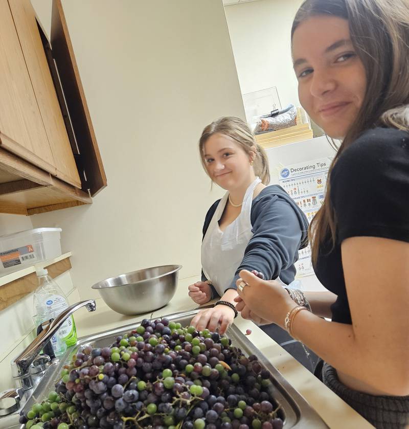 This year over 100 pounds of grapes were processed into 12 and 1/2 gallons of juice, that were then turned into 147 pints of jelly.