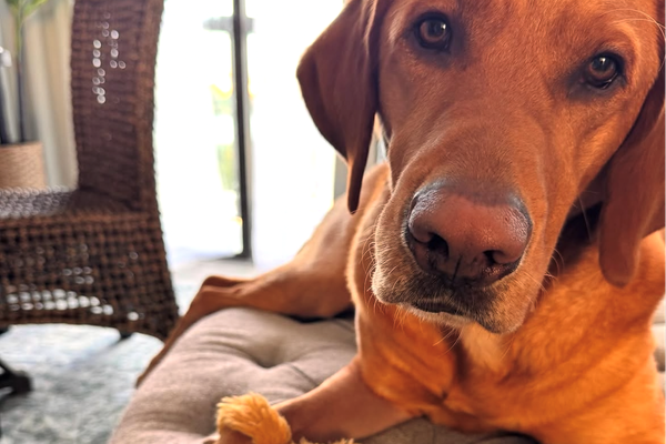 Lake County Sheriff’s group aims to help children