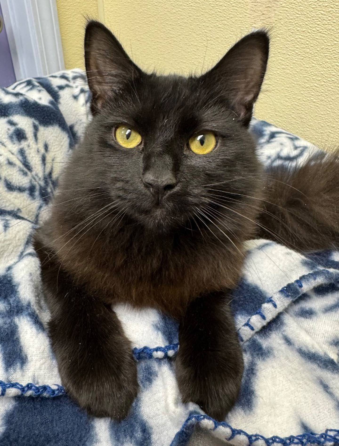 Pumpkin is an 8-month-old kitten. She is a sweet, affectionate, and enjoys spending her time with the other kittens. Contact the Will County Humane Society at willcountyhumane.com and follow the instructions for the adoption process.