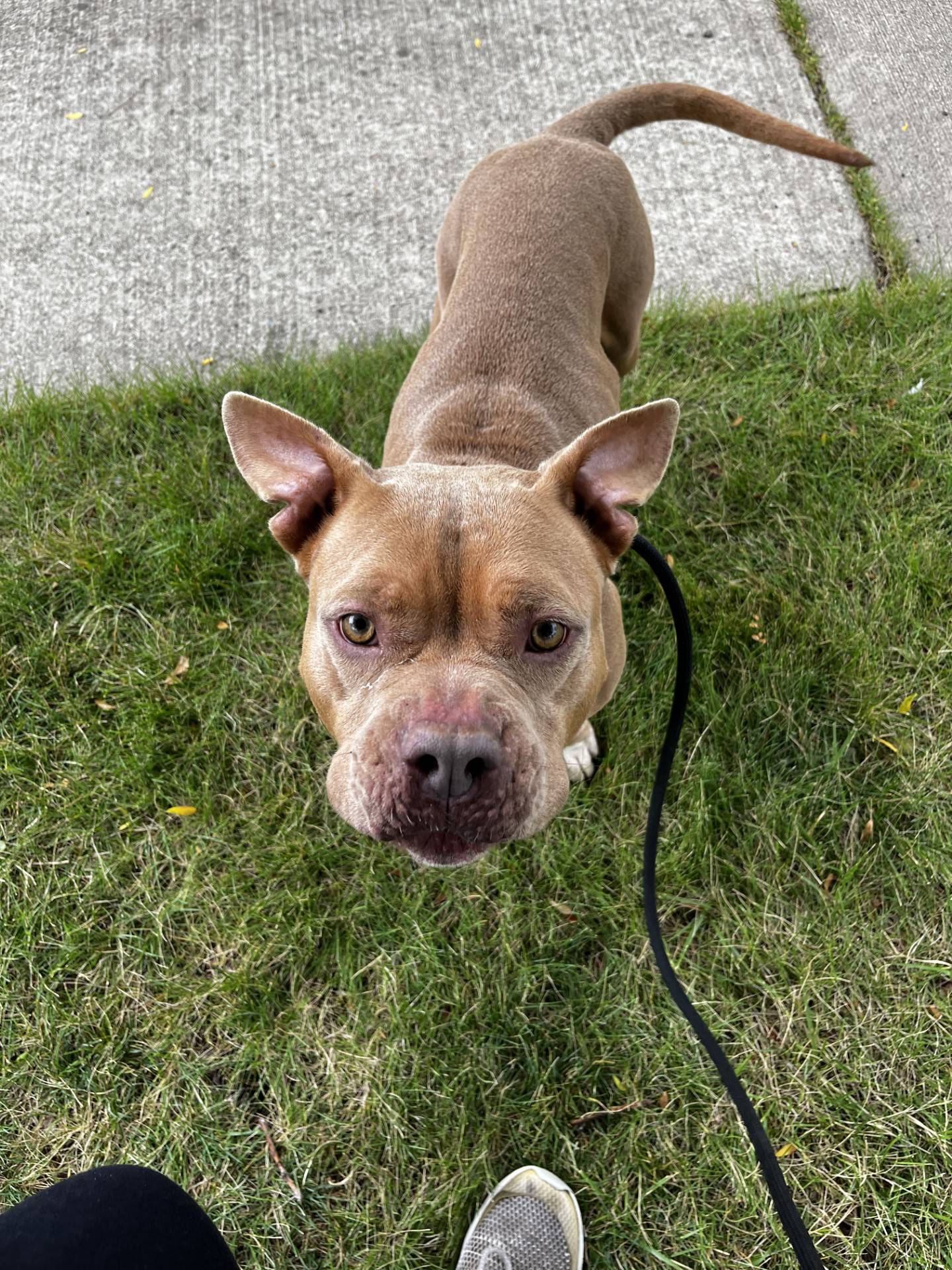 Chelsea is a 2 ½ year old Staffordshire terrier mix. She is extremely friendly and has a very loving and outgoing personality. She loves children and other dogs. She is energetic and playful. She does well around new people and is excited to greet everyone. She will be a fun and loving addition to a home. To meet Chelsea, email Dogadoption@nawsus.org. Visit nawsus.org.