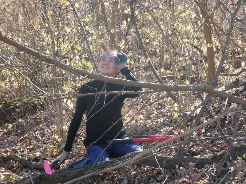 Volunteers, such as Woodstock North High School junior Malaika Parpart, help clear brush and invasive species at Boone Creek Conservation Area in Bull Valley, one of half a dozen sites being restored on Friday, Nov. 25, 2022, as part of McHenry County Conservation District's Green Friday initiative.
