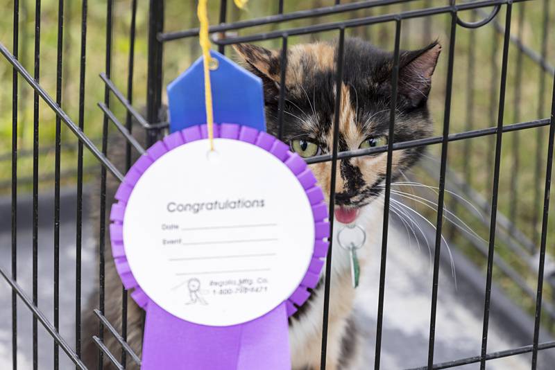 This fine feline Sprinkles, owned by Kyra Huisingh, 12, of Fulton, was awarded cat champion at the Whiteside County 4H fair on Friday, July 14, 2023.