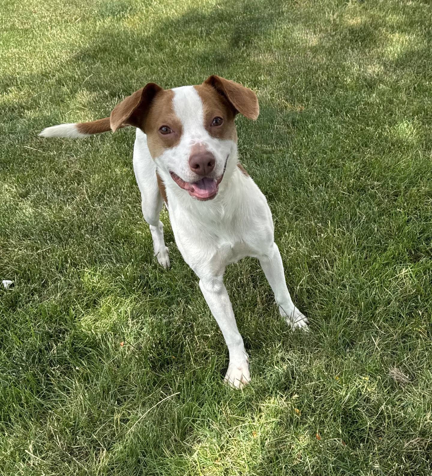 Huck is a 3-year-old terrier mix with boundless energy and a love for life. He’s always ready to play, hike, or zoom around the yard, making him the perfect companion for an active family. Huck needs a family who can keep up with his zest for life and give him all the love he deserves. He does well with other dogs and loves adventures big and small. If you’re ready to explore the world with a loyal, fun-loving pup by your side, Huck would be perfect. To meet Huck, email Dogadoption@nawsus.org. Visit nawsus.org.