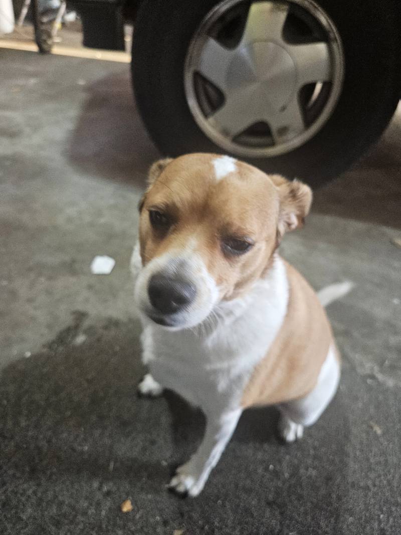 Joey is the Pet of the Week.