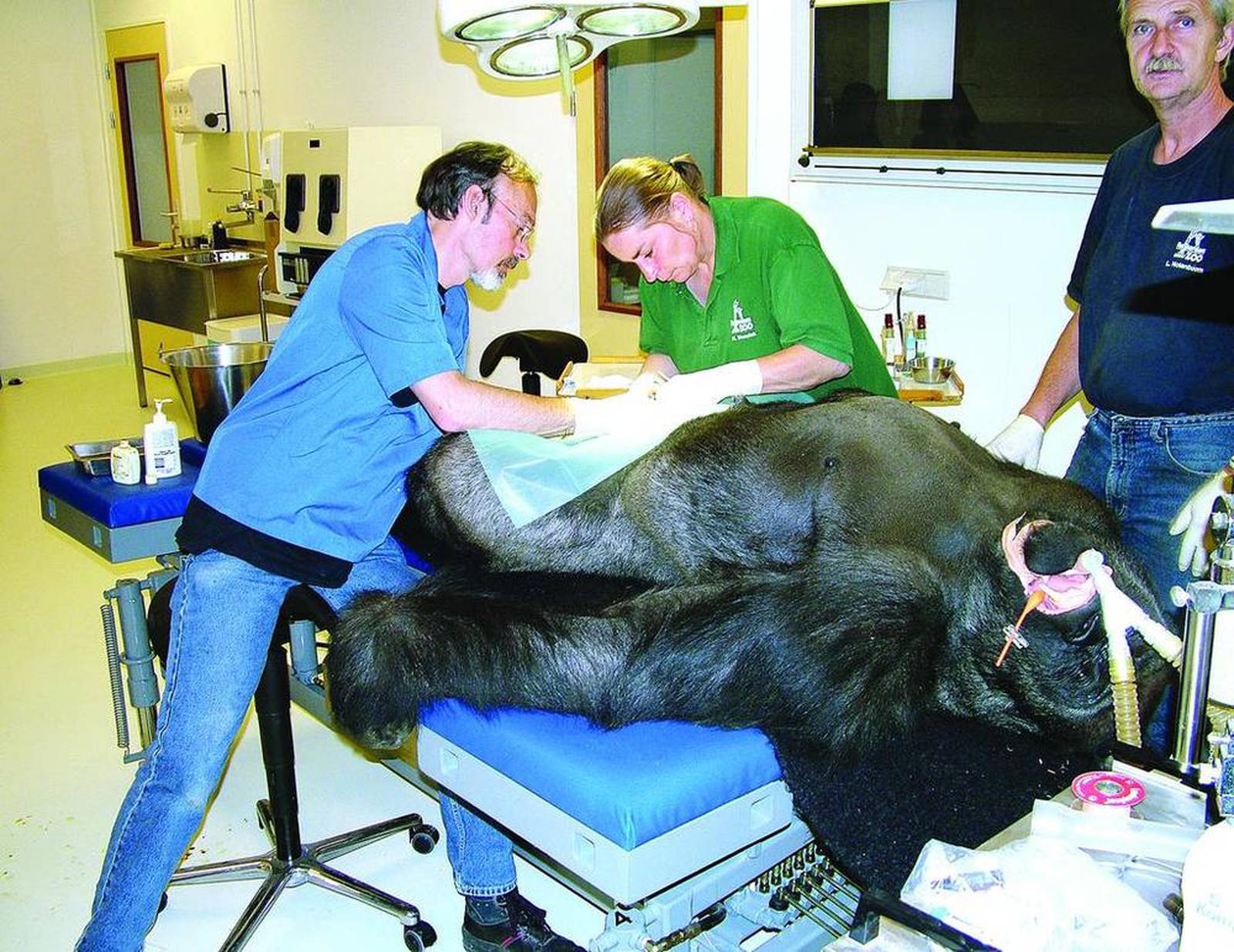 Shank's Lifting large animals since 1957 Shaw Local