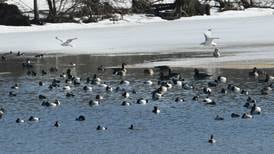Waterfowl gathering is Feb. 24 in Thomson