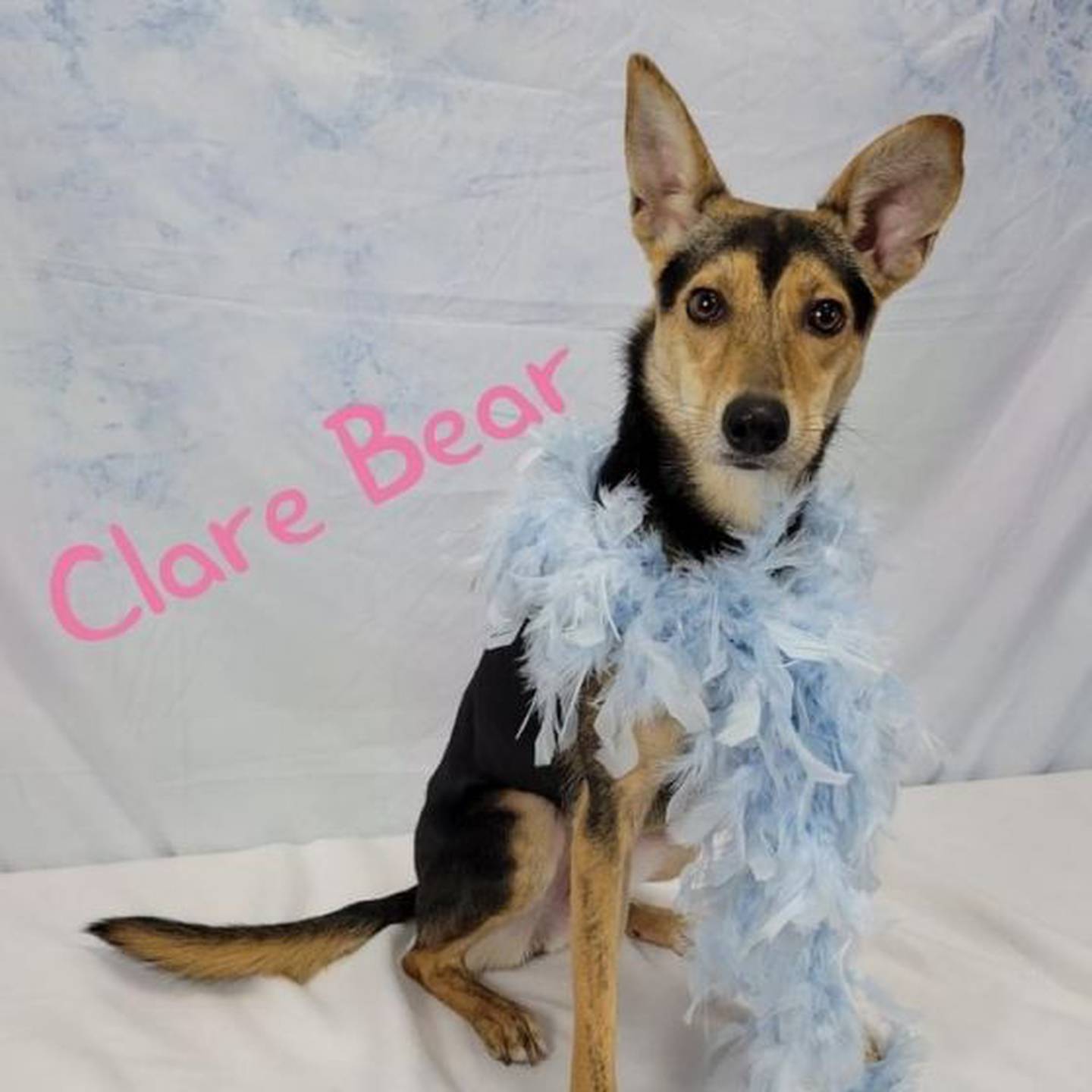 Seven-month-old Clare Bear is smart and super affectionate. To meet Clare Bear, contact Hopeful Tails Animal Rescue at hopefultailsadoptions@outlook.com. Visit hopefultailsanimalrescue.org.