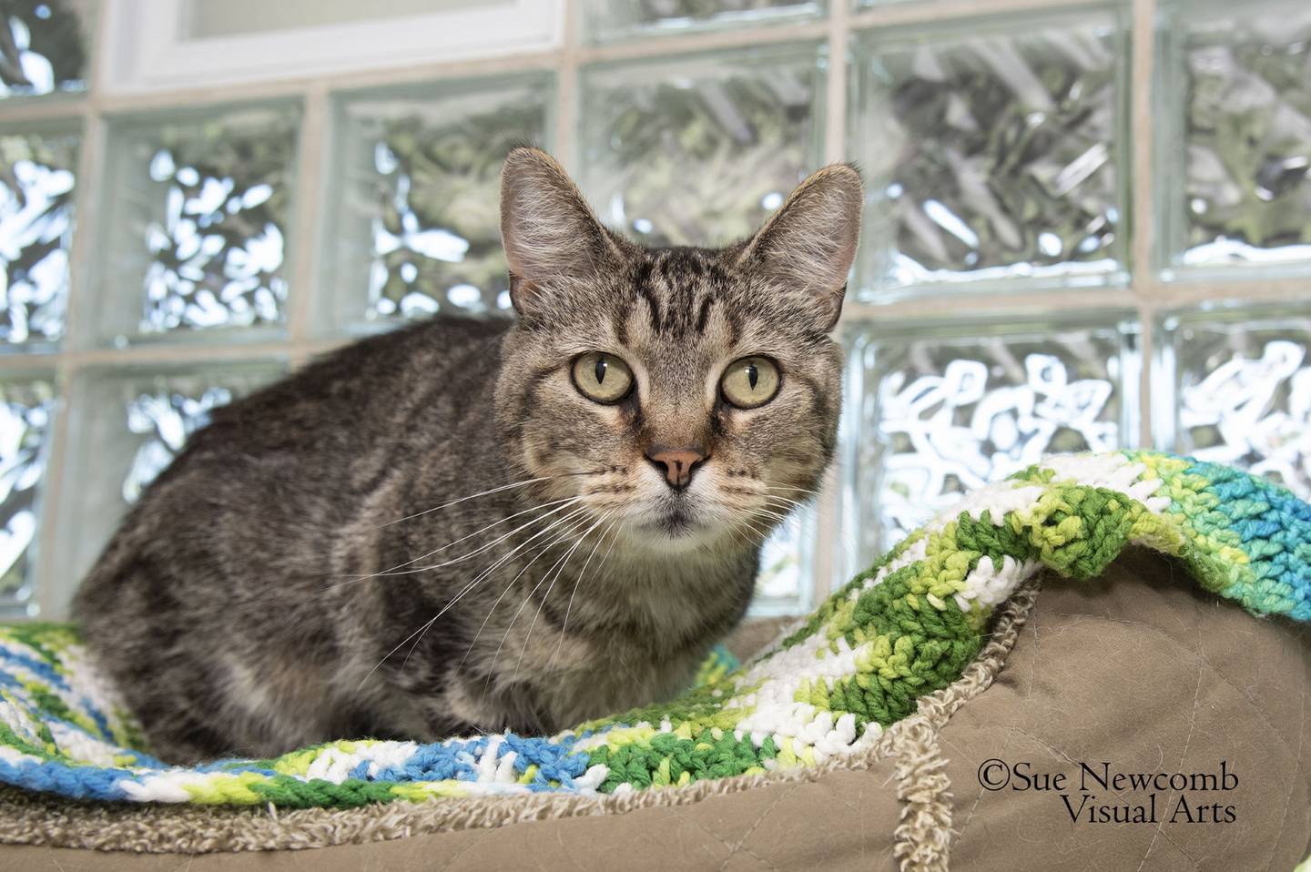 Winnie is an adult domestic shorthair mix who came to the shelter on transport from a local animal control. She is front-declawed and has a sweet demeanor. Contact the Will County Humane Society at willcountyhumane.com and follow the instructions for the adoption process.