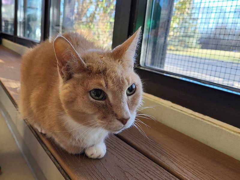 Warrick is Save-A-Pet's pet of the week for Dec. 26, 2024.
