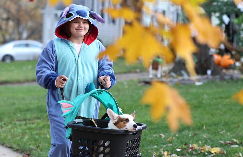 Sophia Ryder, 11, from DeKalb, takes her 5-month-old corgi Whiskey along for the ride on Halloween Monday, Oct. 31, 2022, in DeKalb.